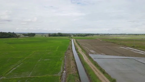 Rice field and irrigation Stock Footage 233144192
