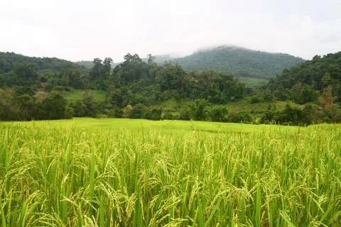 Rice field and mountain range, thailand Stock Photos