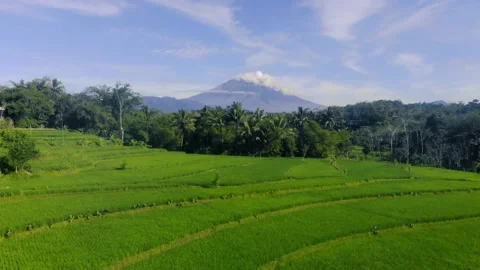 Rice field and mountain view Stock Footage 202301423