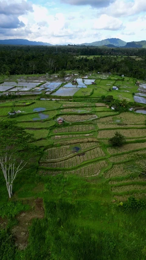 Rice field and palms Stock Footage 240187426