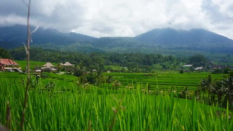 Rice field and volcano on background. Relax view Stock Footage 113053283