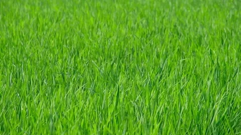Rice field and wind Stock Footage 154618087