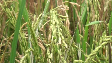 Rice field and winds Video stock 219708864