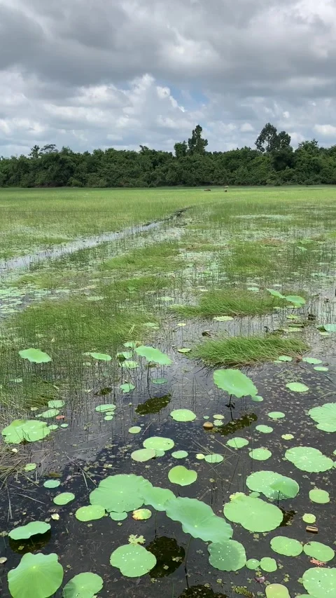 Rice field in Angkor Stock Footage 340885758