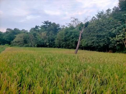 Rice field area 스톡 사진