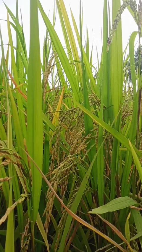 Rice field in Asia. Stock Footage 321815685