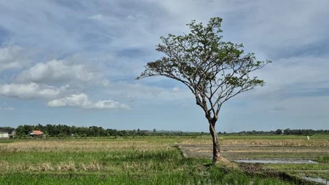 Rice field atmosphere Stock Footage 313269479