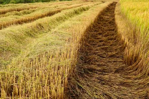 Rice field background Stock Photos