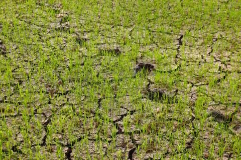 Rice field background Stock Photos