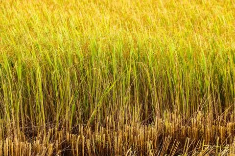 Rice field background Stock Photos