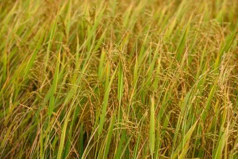 Rice field background Foto stock
