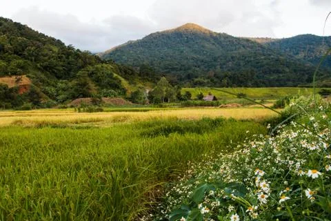 Rice field background Stock Photos