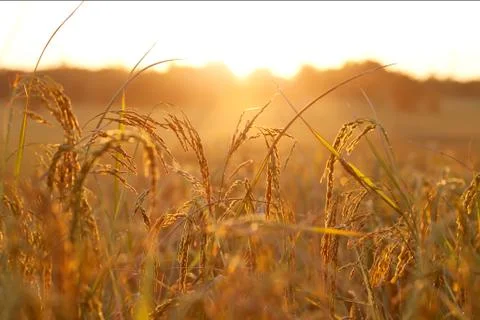 Rice field background Stock Photos