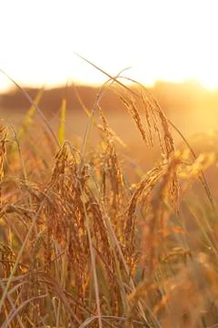 Rice field background Foto stock