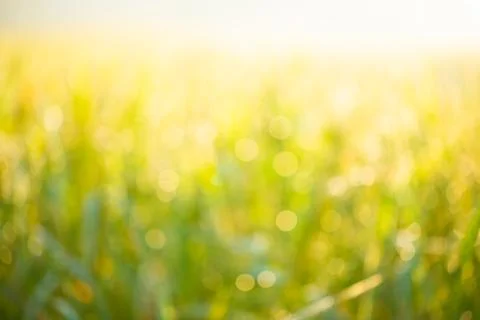 Rice field background Stock Photos