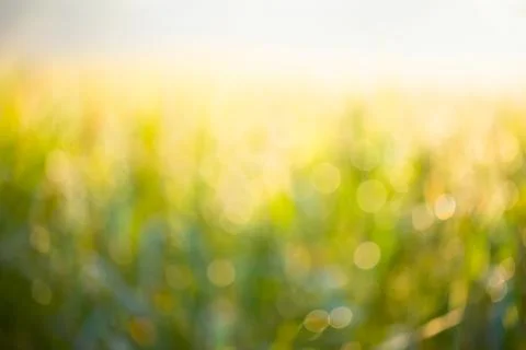 Rice field background Stock Photos