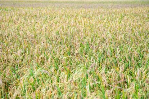 Rice field for background Stock Photos