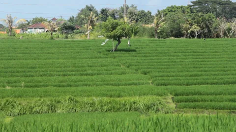 Rice Field in Bali Stock Footage 67356170