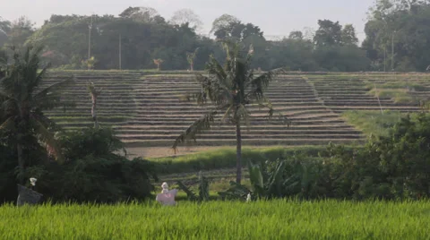 Rice Field in Bali Stock Footage 67372280