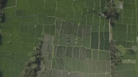 Rice Field Bali Stock Footage 201203215