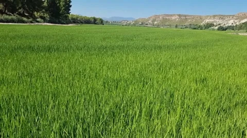 Rice field between mountains Stock Footage 332794398