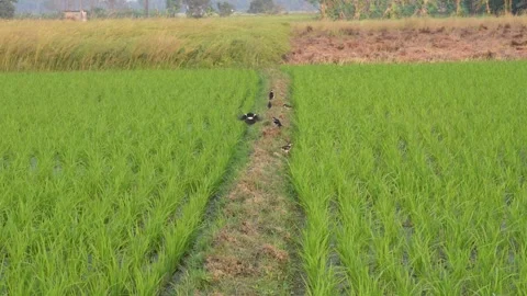 Rice Field with Bird Stock Footage 333902211