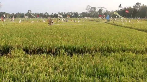 Rice Field With Bird Scarers in Indonesia (4 of 6) Stock Footage 85284553