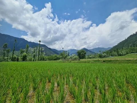 Rice field blank Stock Photos