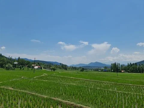 Rice field blank Stock Photos