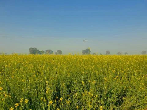Rice field blank Stock Photos