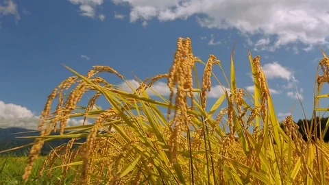 Rice field with blue sky in the background. Stock Footage 84356384