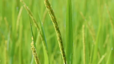 Rice field with blue sky. Stock-Footage 106338203