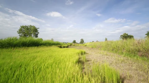 Rice field with blue sky , Time lapse 動画素材 39950308