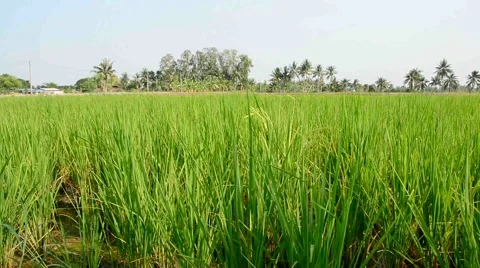 Rice field with breeze Stock Footage 42337763