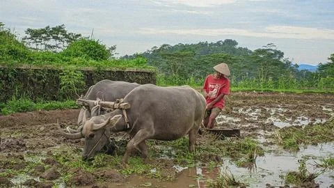 Rice field buffalo Stock Photos