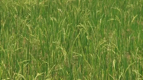 Rice Field in Cambodia.mp4 Stock-Footage 1047930