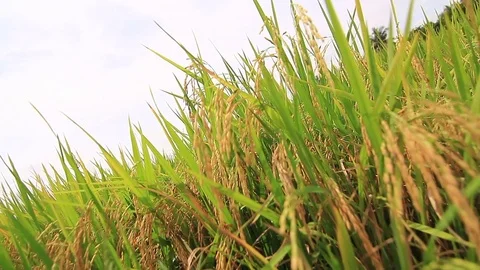 Rice field with camera tracking forward Stock Footage 70498856