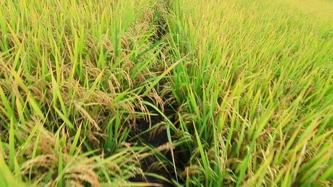 Rice field with camera tracking forward Stock Footage 70502184