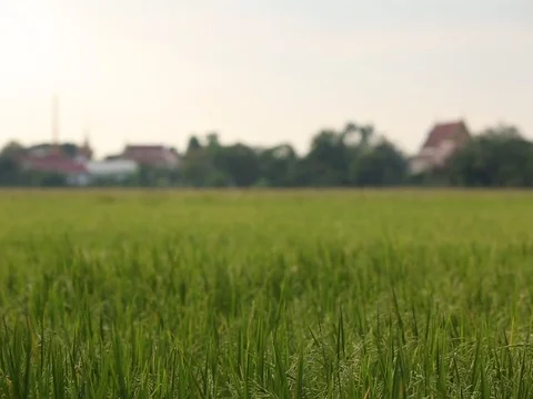 Rice field with change of focus to background horizon Stock Footage 83917372