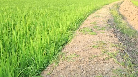 Rice field with channel Stock Footage 50032358