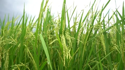 Rice field. Close up green rice seed ripe and green leaves on nature background. Video stock 282940767