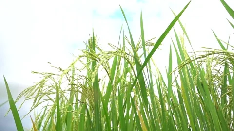 Rice field. Close up green rice seed ripe and green leaves on nature background. Stock Footage 282940774