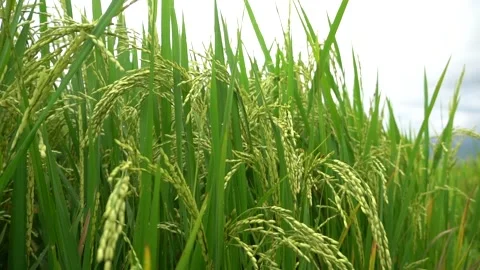 Rice field. Close up green rice seed ripe and green leaves on nature background. Video stock 282940775