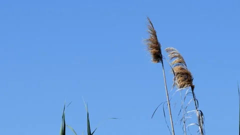 Rice field Close op 4k Video stock 327041859