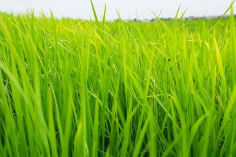 Rice field close up Stock Photos