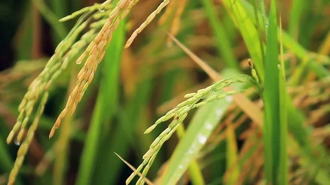 Rice field close up shot Stock Footage 70499898