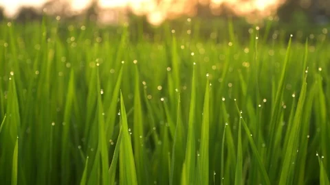 Rice field close-up with water drops in Asia – 4k Footage Stock Footage 104994238