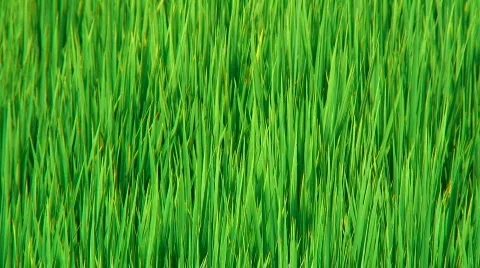Rice field closeup Stock Footage 304637