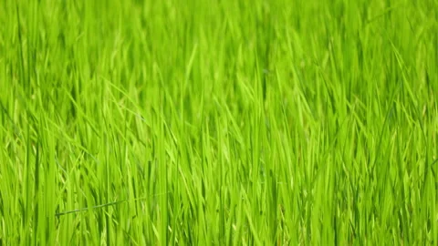 Rice field closeup showcasing vibrant green paddy plants detailed texture Stock Footage 318201054
