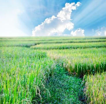 Rice field with cloudscape Stock Photos